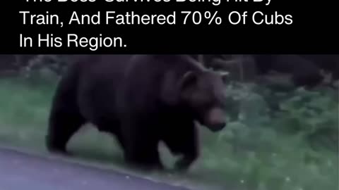 Bear nicknamed “The Boss”