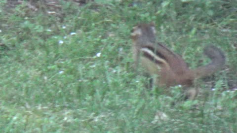 Chipmunk, Levagood Area, Dearborn, Michigan, June 14, 2024