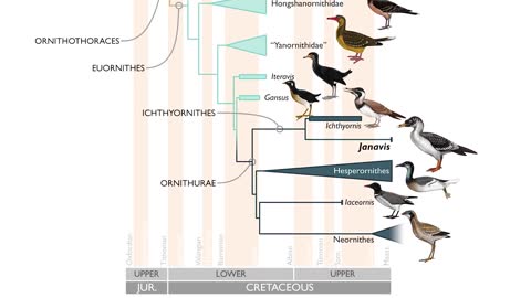 Janavis_ new species of toothed bird from the Age of Dinosaurs