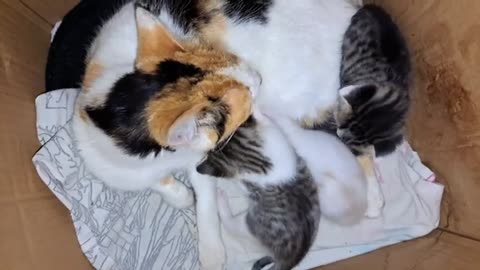 The mother is nursing the baby kittens. Kittens are so beautiful