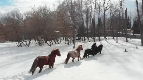 Winter forest. Four young horses walking on a snowy ground