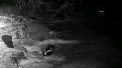 How the skunk uses it's stinky spray to evade predators