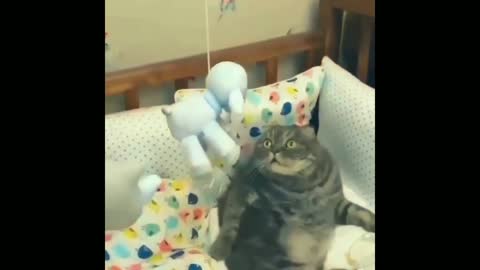 The Funniest Cat Videos That Will Keep You Laughing All Day