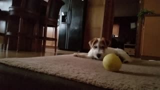Silly puppy refuses to get off of moving bed
