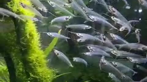 Amazing Transparent Fish