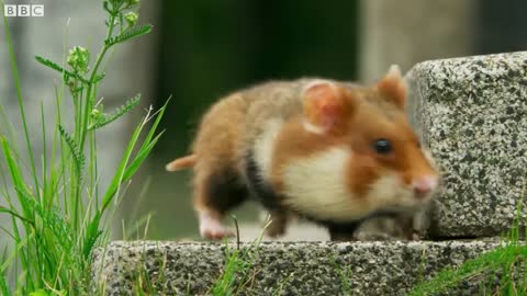Wild Hamster Has A Graveyard Feast