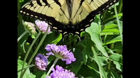 Swallowtail Butterflies And Flowers From Petunia
