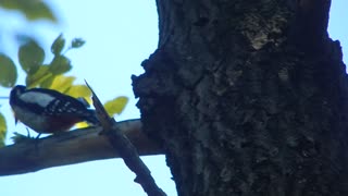 woodpecker caught its prey