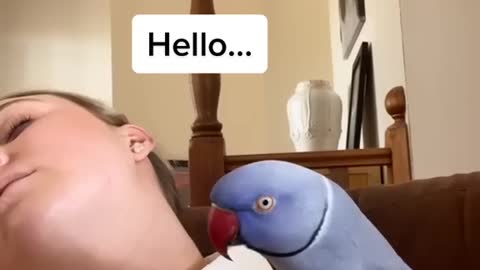 Blue Parrot Crazy Reaction Over My Death Prank 😳🤯🦜