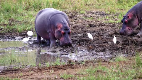 about hippos