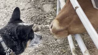 Puppy Latches onto Licking Steers Tongue