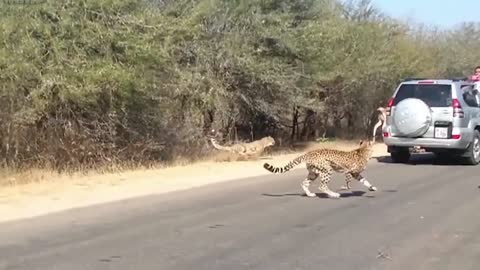 WORLD’S FASTEST ANIMALS FAIL! Grant’s Gazzele Take Down Cheetah With Horns, Lion Hunt Imapala Fail18