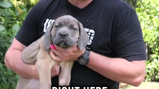 Meet Xena Our NEW Cane Corso Puppy