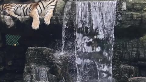 _ Did you get the video of tigress bathing