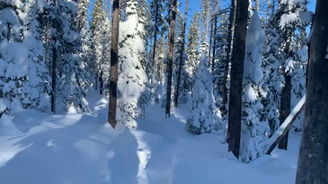 Snow White Trees – Central Oregon – Swampy Lakes Sno-Park – 4K