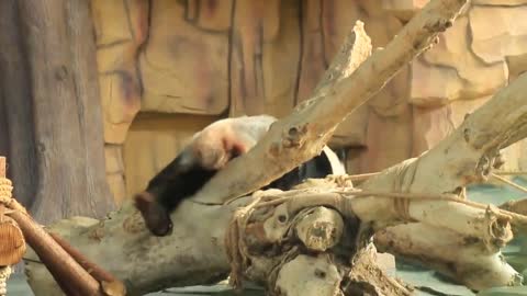 The giant panda zoo is much happier