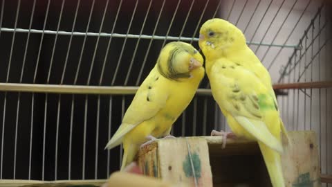 Cute yellow parrot kisses his love