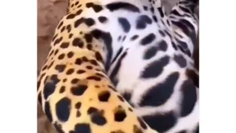 Big Cats' Bliss: The Ultimate Belly Rub Experience!