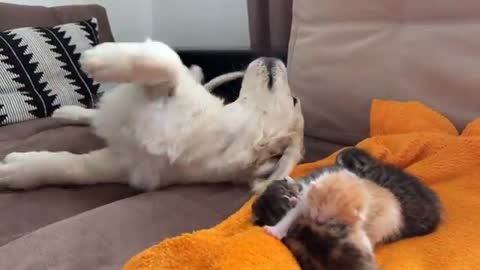 Golden Retriever Puppy Confused by Baby Kittens