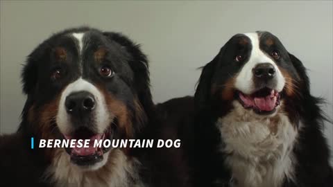 The most beautiful dogs in the world