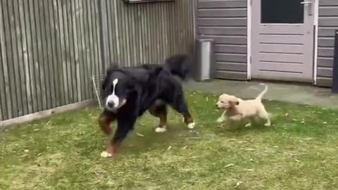 Golden retriever puppy meet big dog