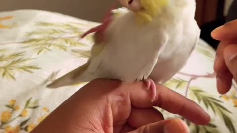 Funny cockatiel parrot bird, love story