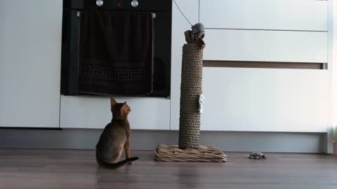 Funny Abyssinian kitten playing in the house with many different toys