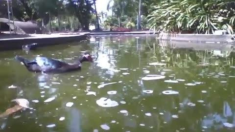 Some ducks swim in the lake in the park, it looks refreshing! [Nature & Animals]