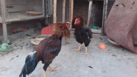 Roosters Fight Like Wrestlers 👍 👌 😤