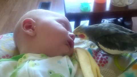 Cockatiel gives kisses and sings to a sleeping baby.