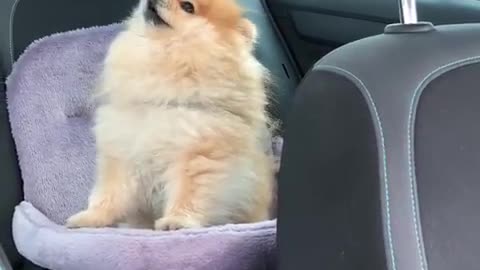 Pomeranian Howls In Protest When Owner Leaves Car