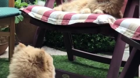Playful Chow Puppy Longs for Kitty Companion