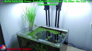 Betta Tank Cat Grass - Kartoffel Girlfriend Test- No Filter- No Co2 - in Aquarium Tank