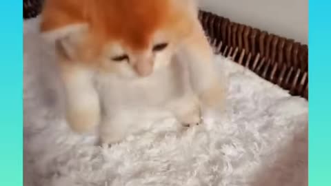 Cute and Funny Cat Videos Compilation 2021_ |