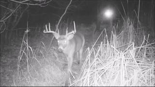 Fred Zeppelin 2021, Monster Buck And The Doe's Are Out!