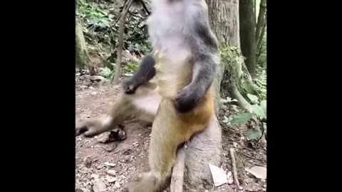 Try not to laugh - Funniest monkeys - cute and funny monkey videos compilation 2022 #funnyanimals