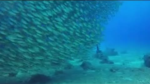 Sea under Water footage