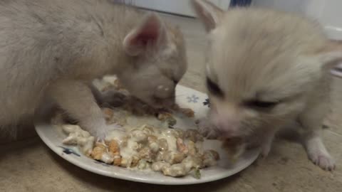 Baby fennec foxes eat food for the first time