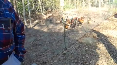 23 chickens, Farm in Greenville,🌴Florida🌞.