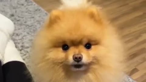 Funny animals - Funny cats and dogs - Funny animal videos 2024🤣