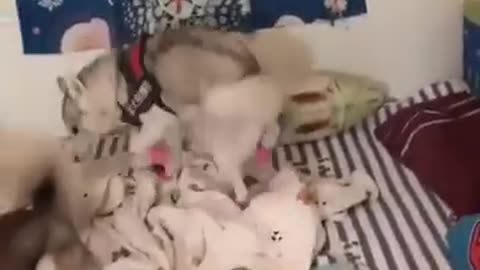 Funniest Cats and Dogs 🐶🐱 | Funny Animal Videos #30