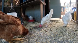 Backyard Chickens Fun Relaxing Video Sounds Noises Hens and Roosters!