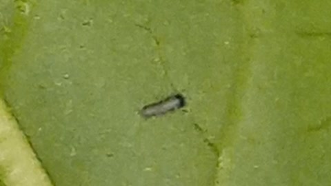 MONARCH EGGS HATCHING