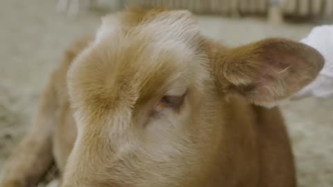 a person petting a calf.