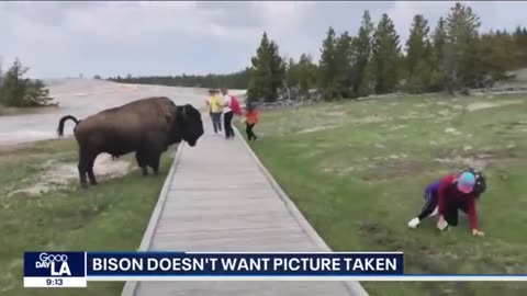In other news- Bison doesn't want picture taken. Yellowstone National Park visitors are urged not...