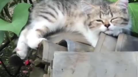 Best Cute Cats😹Funny Fail ops Moments Viral Clips #shorts Video😂|| #trending #animals #funny #reels