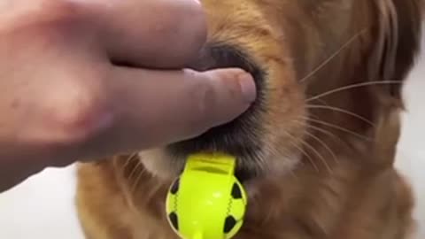 Adorable dog learn how to blow a whistle!