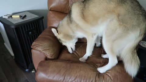 Concerned Husky Buries Raw Bone In Chair For Rainy Days
