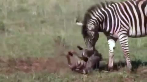 🦓 Drama in the Savanna: Zebra Stallion's Struggle with Harem's Foal! 🌿