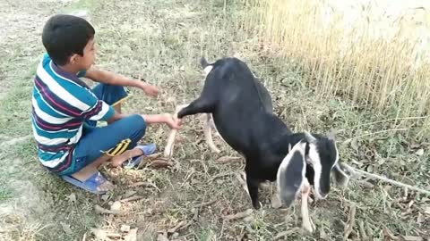 Goat breastfeeding a BOY "weird world"
